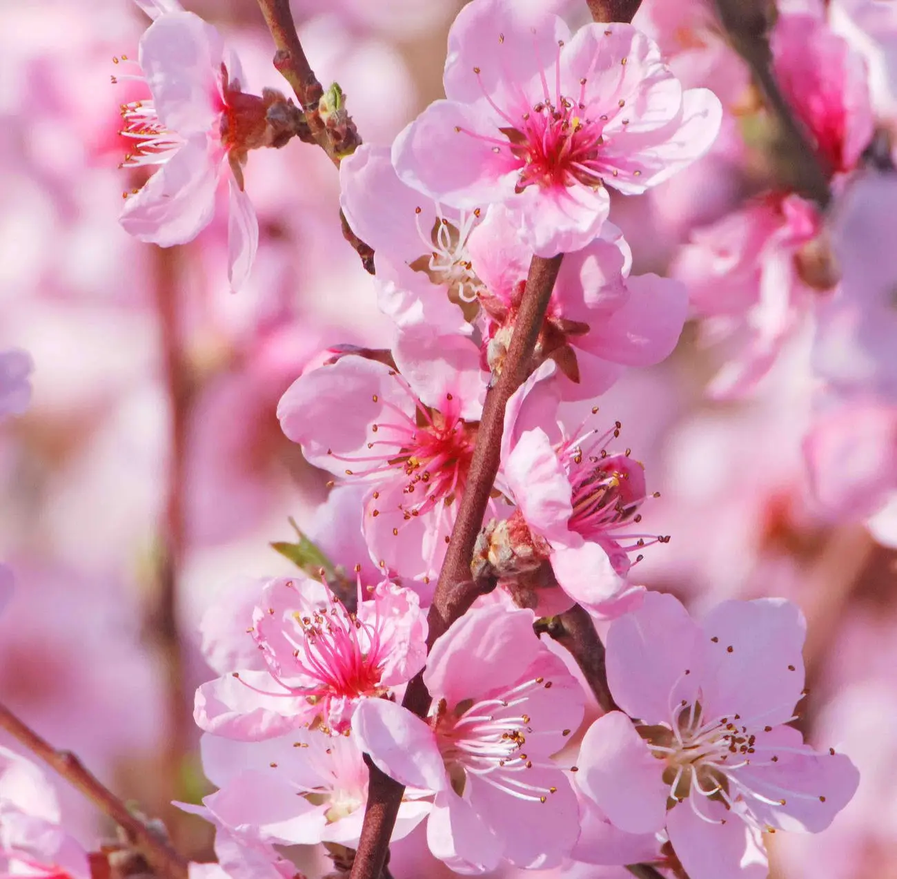 cherry-blossom Cherry Blossom