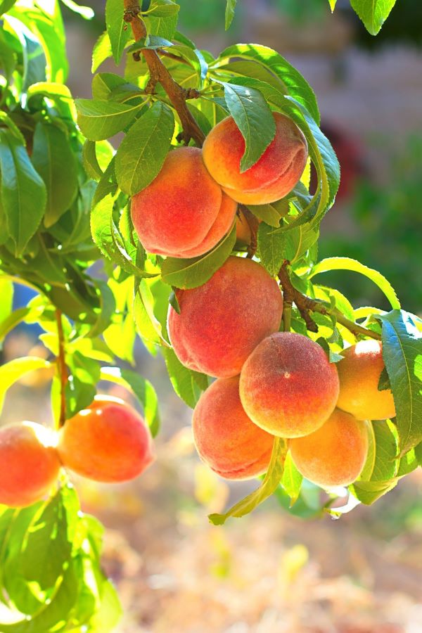 Summer peaches - Nature's Finest